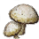 Emperor Mushroom