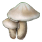 Pie Mushroom