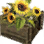 BDO Special Sunflower Crate