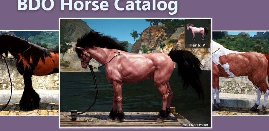 BDO Horse Catalog with Images Showing Tier & Coat