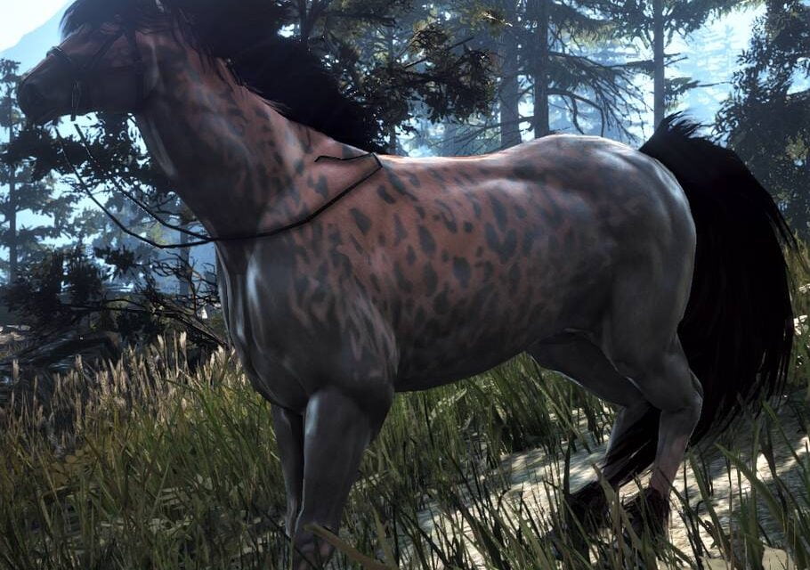 BDO Wild Horse Tiers with Appearance & Coats